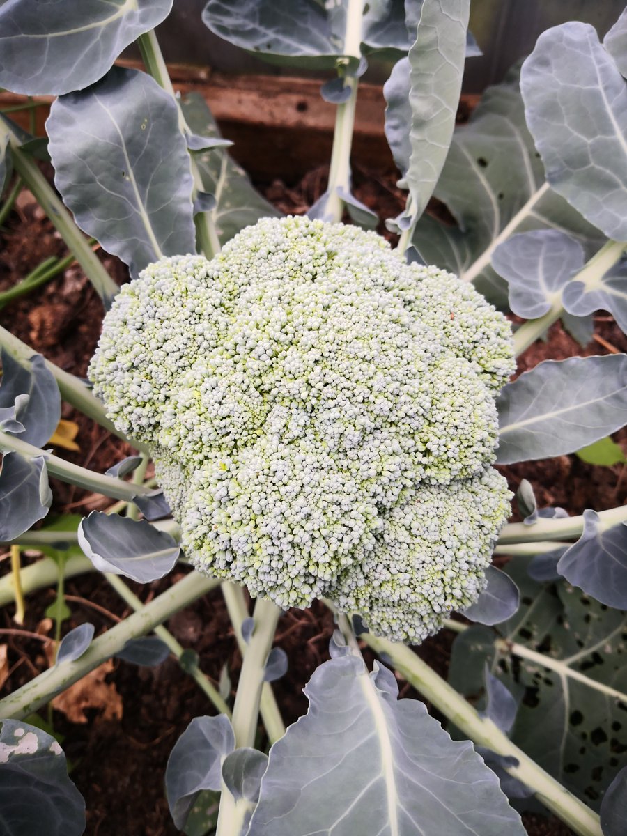 Growseed tweet media