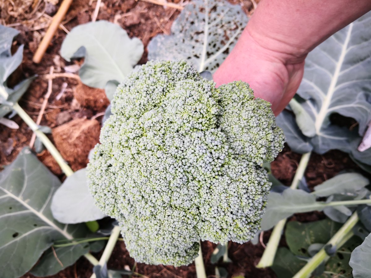 Growseed tweet media