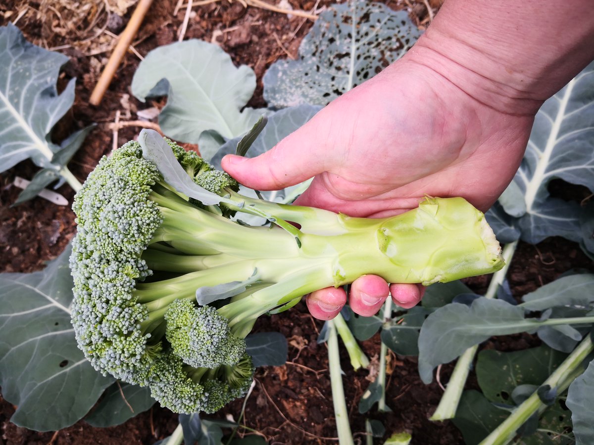 Growseed tweet media