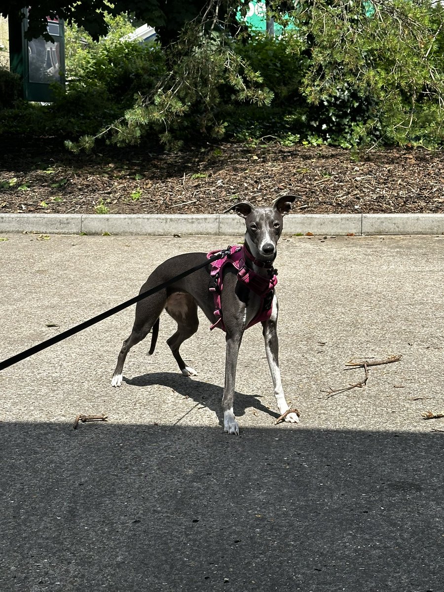 2e1bts's tweet image. Flo doing what flo does best. Stick killing and chasing car wash brushes.