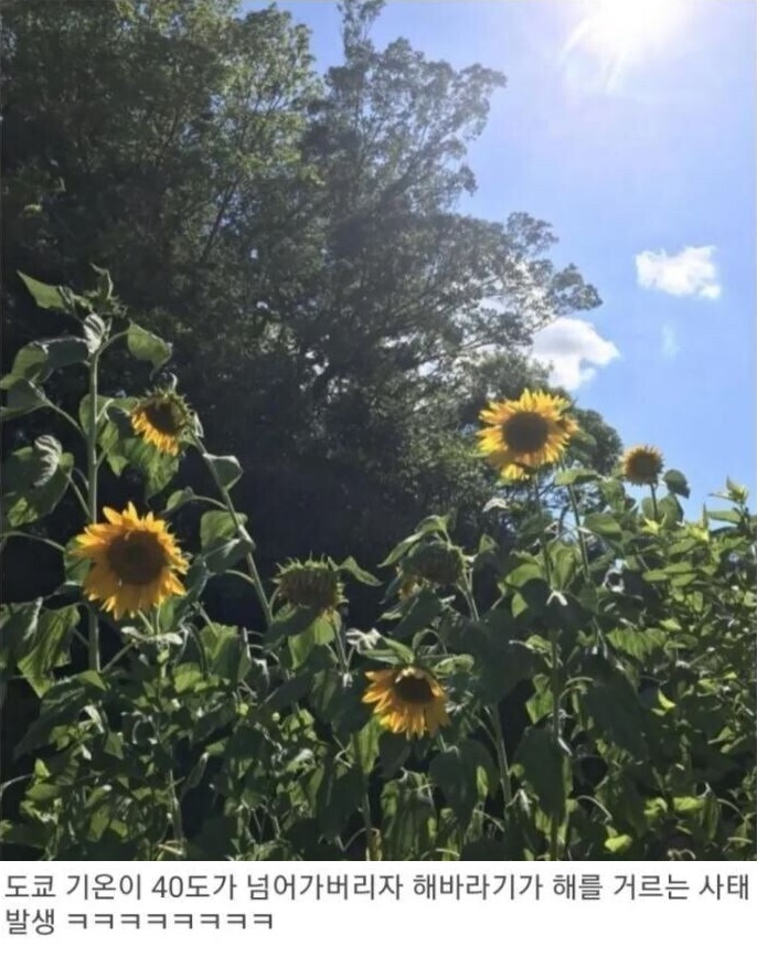 일본 해거르기 사건