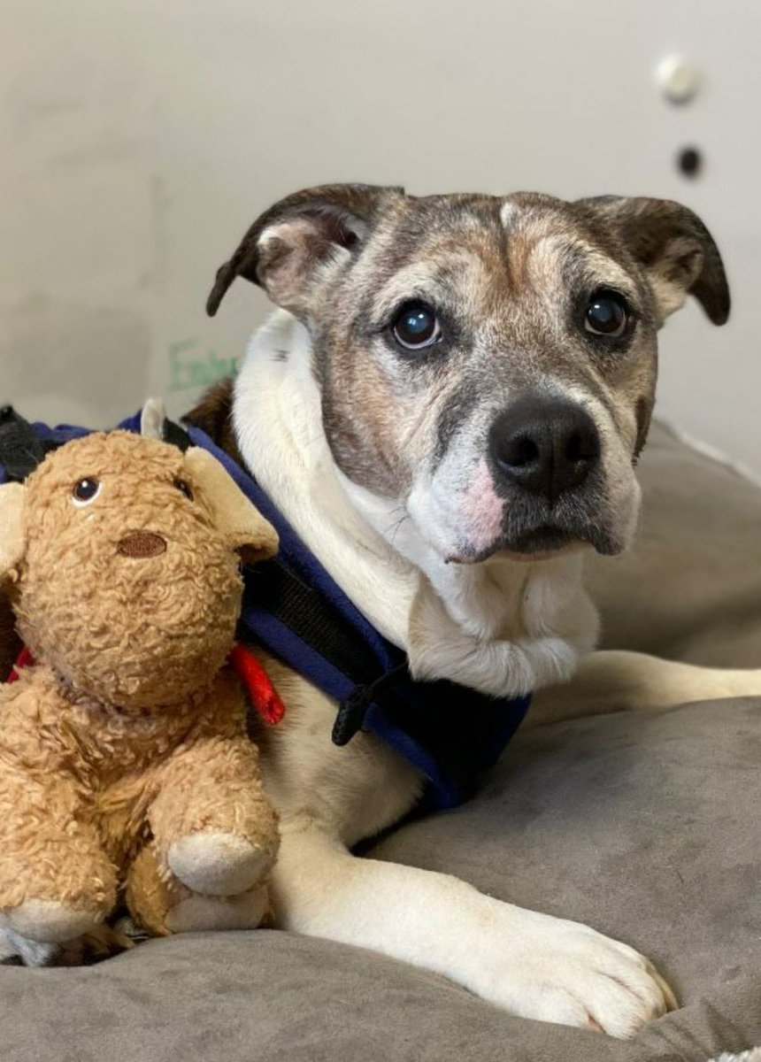 The_Blue_Cross's tweet photo. No one should ever underestimate the love that senior pets bring to our lives. 💙 

Do you have an older pet? 📸 We'd love to see pic! https://t.co/lDYA2YATiP