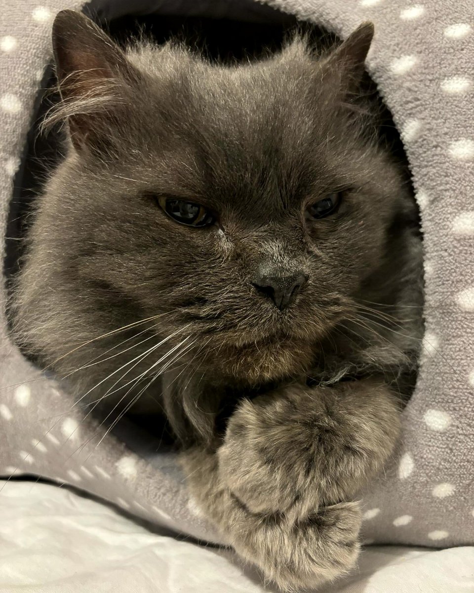 No one should ever underestimate the love that senior pets bring to our lives. 💙 

Do you have an older pet? 📸 We'd love to see pic!