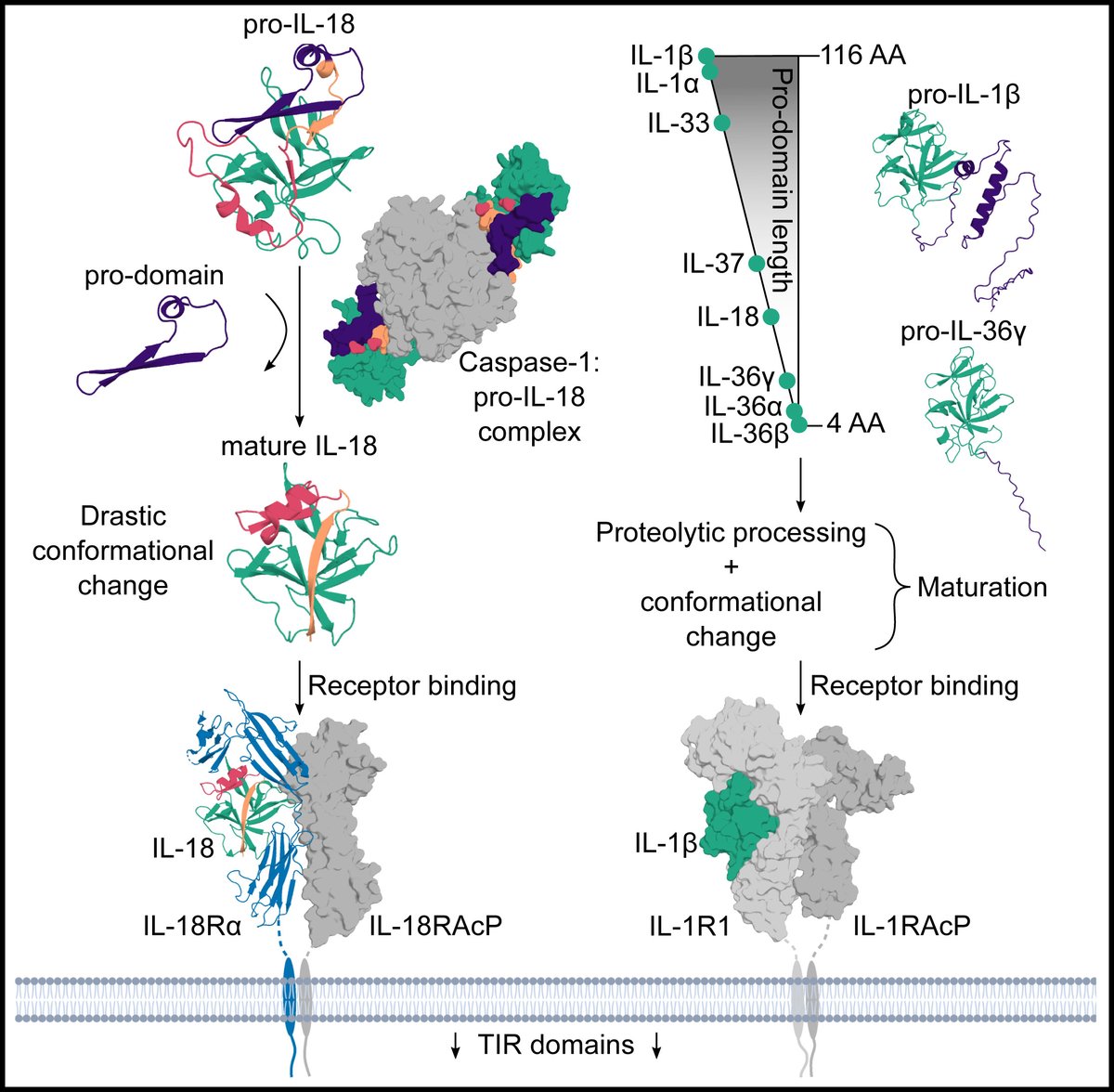 Dani Clancy (@daniellemclancy) on Twitter photo Excited to share our newly published preview in <a href="/ImmunityCP/">Immunity</a> covering recent insights into IL-18 activation! There is still much to learn about the pro(domains) and conf(ormations) of IL-1 family cytokines! <a href="/julie_andries/">Julie Andries</a> <a href="/SavvidesLab/">Savvas Savvides Lab</a>
doi.org/10.1016/j.immu… Excited to share our newly published preview in <a href="/ImmunityCP/">Immunity</a> covering recent insights into IL-18 activation! There is still much to learn about the pro(domains) and conf(ormations) of IL-1 family cytokines! <a href="/julie_andries/">Julie Andries</a> <a href="/SavvidesLab/">Savvas Savvides Lab</a>
doi.org/10.1016/j.immu…