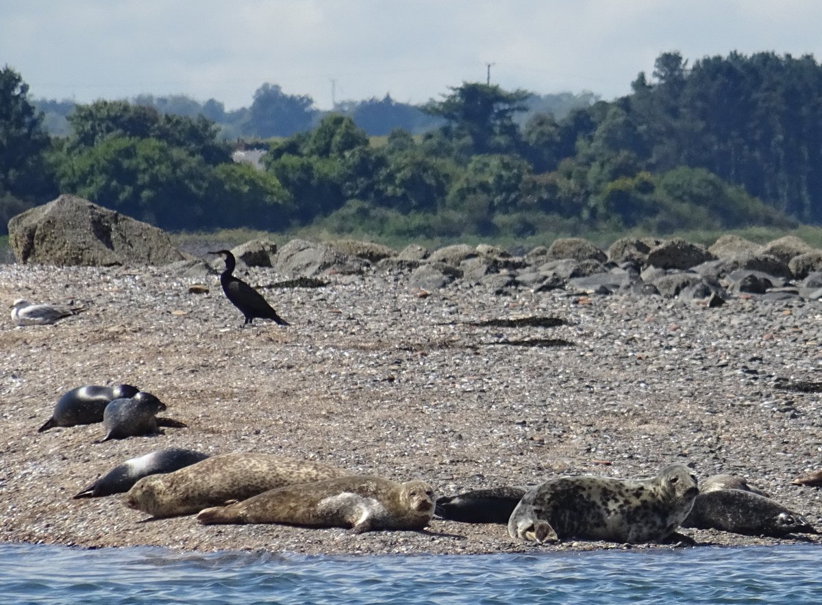NTStrangford's tweet photo. Last week the  ranger team started the NI Seal Count which will continue over coming weeks.

Common Seals are pupping &amp; using the islands &amp; pladdies on the lough to hall out &amp; rest. Please avoid landing on islands and disturbing pupping seals. 

#Commonseals #loughdisturbance https://t.co/nBBdOaLxqu