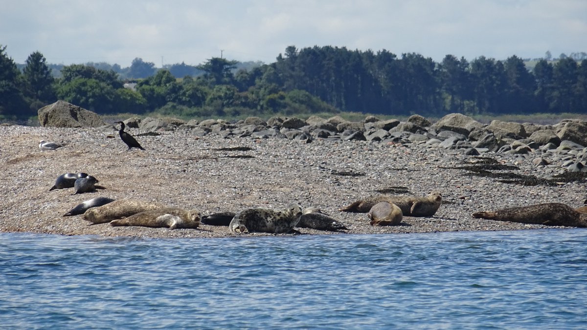 NTStrangford's tweet photo. Last week the  ranger team started the NI Seal Count which will continue over coming weeks.

Common Seals are pupping &amp; using the islands &amp; pladdies on the lough to hall out &amp; rest. Please avoid landing on islands and disturbing pupping seals. 

#Commonseals #loughdisturbance https://t.co/nBBdOaLxqu