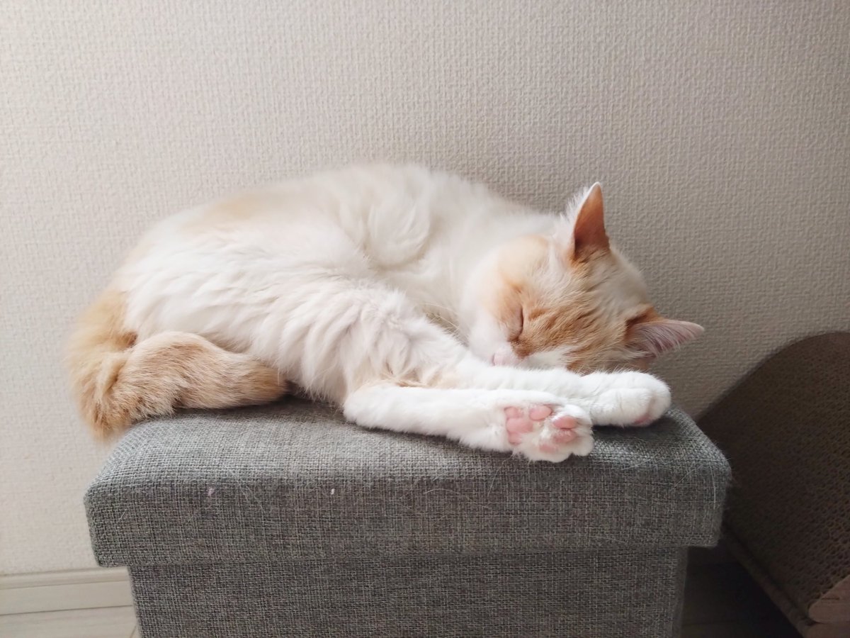 mokecute's tweet photo. よく寝る子( ֊  ̫ ֊)ᐝ https://t.co/0VmVzgxsqG