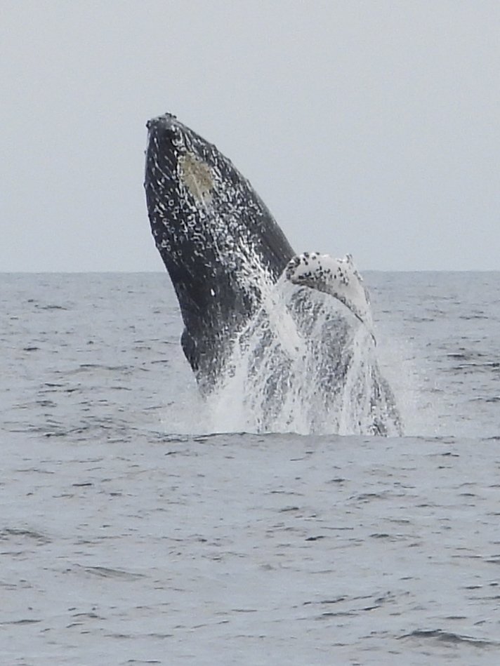 Lots of breaching yesterday for <a href="/mollybawntours/">Whale & Puffin Tours</a> !!! Book soon while the action is hot ! Info@mollybawn.com