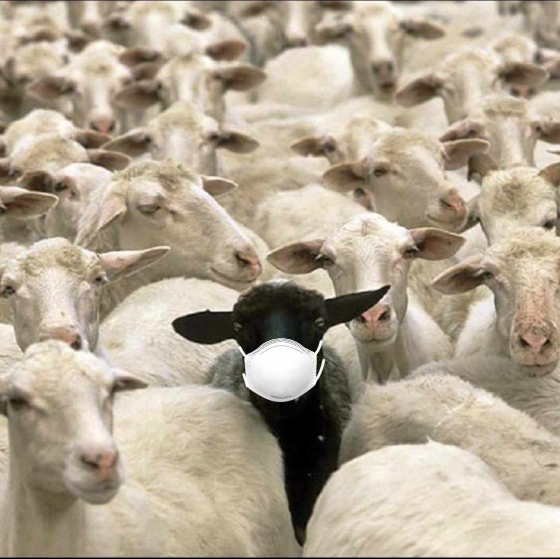 isolatingcmnty's tweet photo. @BGatesIsaPyscho Ok sheep (yes that is you, sheep) https://t.co/eeHIIXAsI1