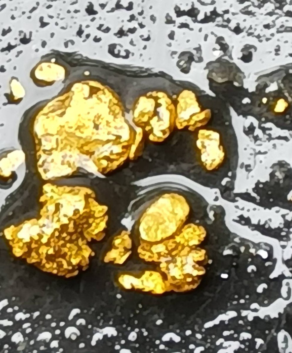 今日師匠と水銀川へ行ってきました。自分は仕事が忙しく2ヶ月半ぶりの採集となりました。数は少ないですが５ミリサイズの肉厚が採れたので満足です。新たなポイントも見つけたので次回のお楽しみにします。