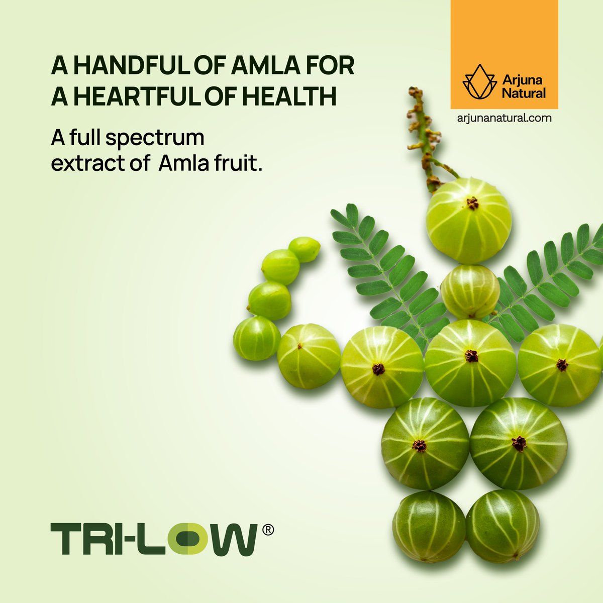 arjuna_natural's tweet image. Tri-low: A handful of amla for a heartful of health. This full-spectrum amla extract supports cardiovascular wellness, offering a potent natural solution for heart health. 
#Arjunanatural  #Clinicallytested #Heart #Health #Gooseberry #Amla #PowerOfNature #UnlockYourPotential