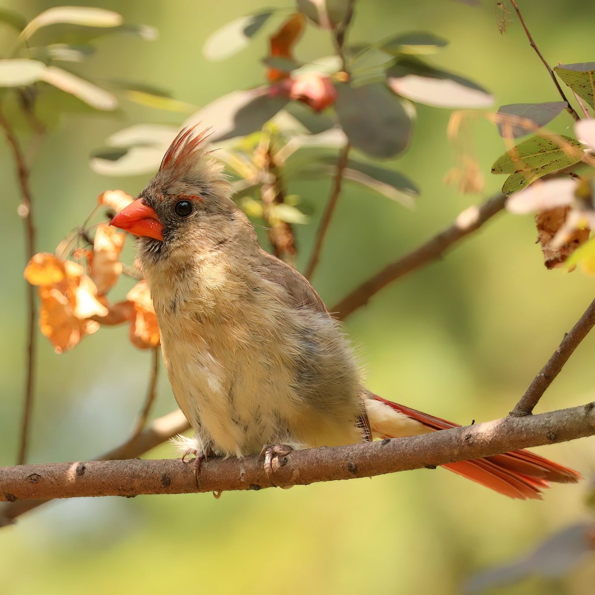 birdhouse_love's tweet image. I caught this little lady in fluffed up mode! 
#femalecardinal #femalecardinals #cardinals #cardinal #ohiobirding #ohiobirder #birdlife #fluffed #ohiobackyardbirding #fluffy #ohiobirdworld #ohiobirdlovers #birdlovers #birdwatching #birdwatchers #fluffedup #fluffybird