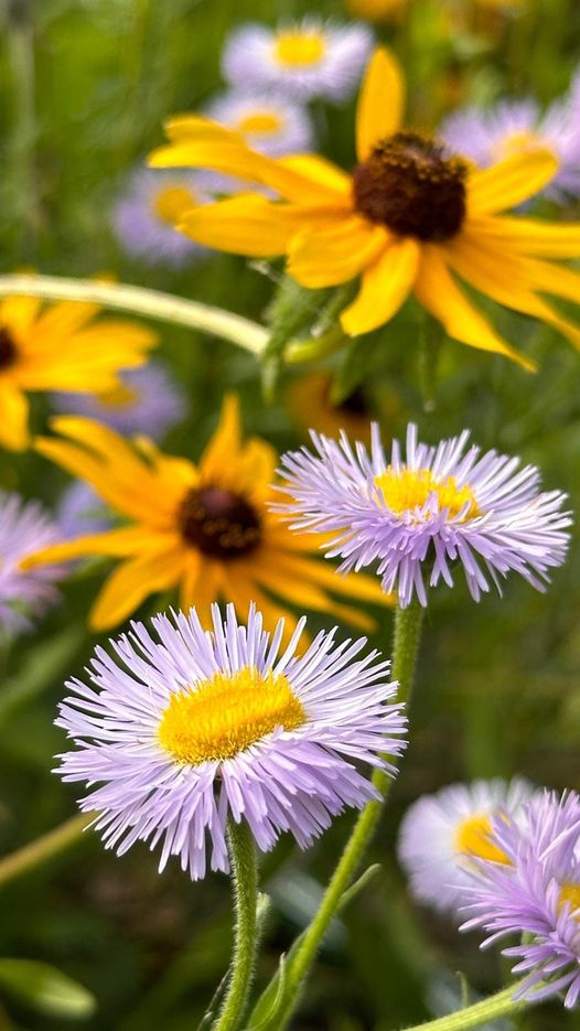 OURS_Winnipeg's tweet photo. Not only does planting Native Prairie Plants benefit the environment and help restore biodiversity, they are show stopping gorgeous. #biodiversity @WpgWildflowers @PrairieFlora https://t.co/q8CdOvOudI