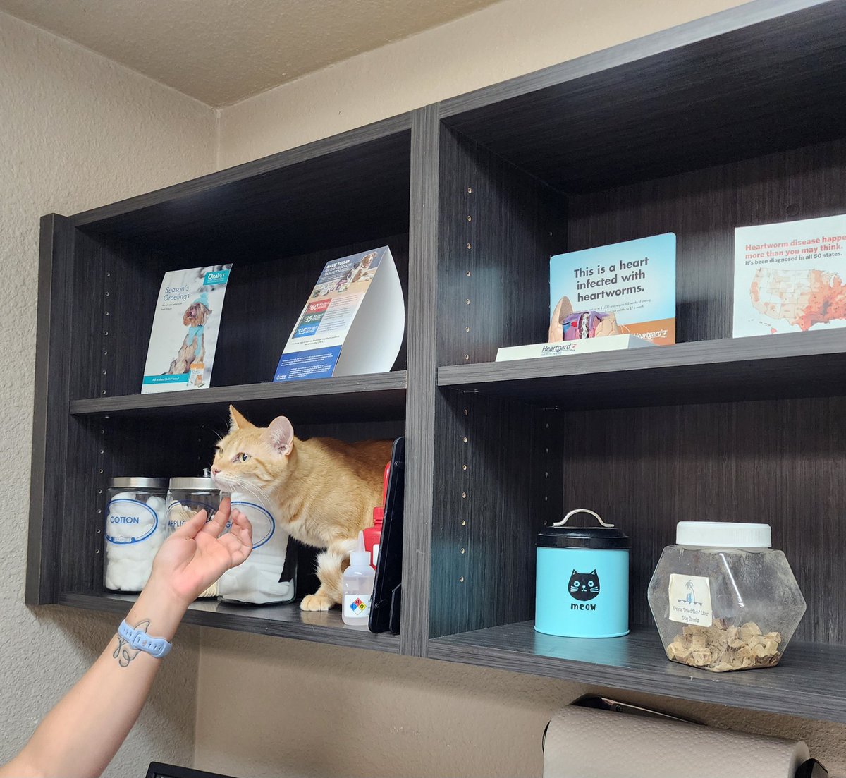At the vet with my poor kitty Ruby, who has some (hopefully treatable) gum disease. She's taking over the office, jumping onto the shelves lmao