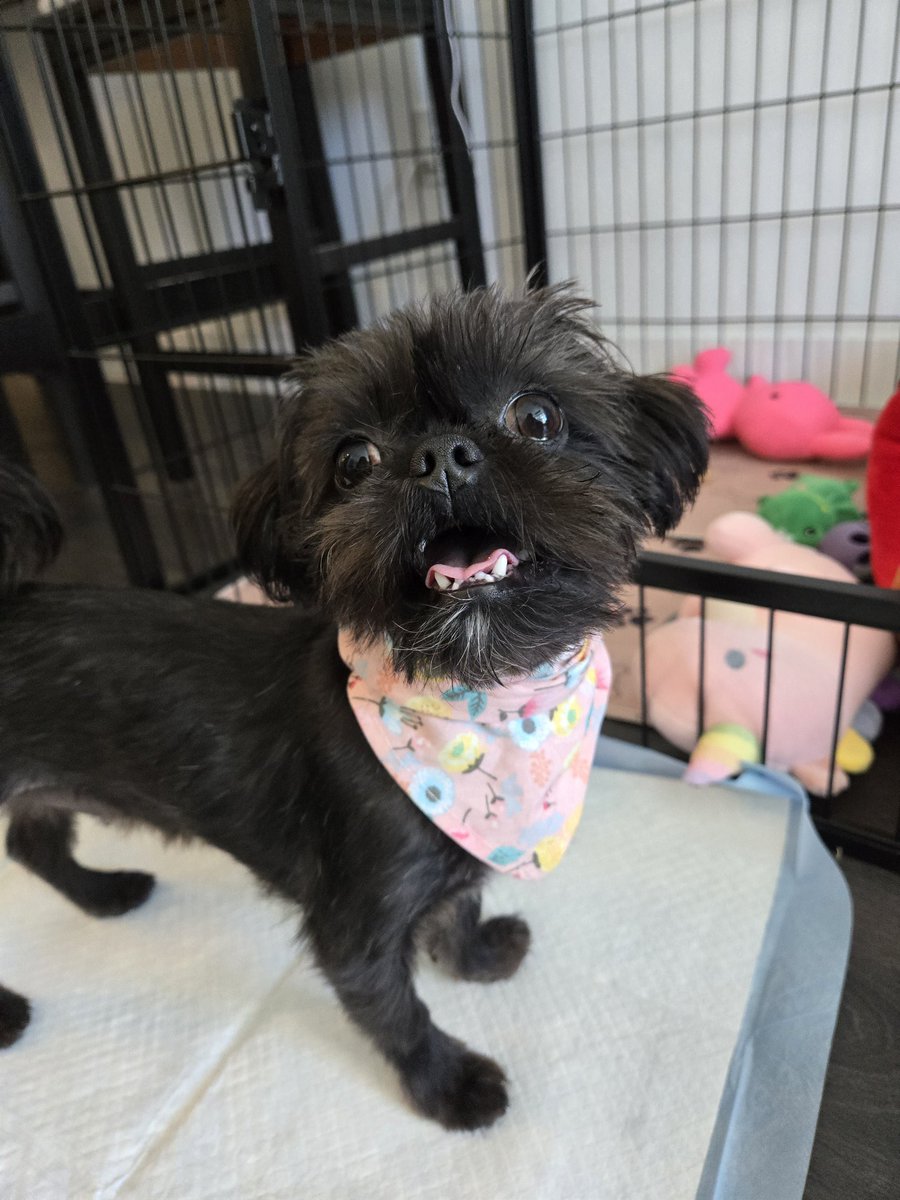 Emily Dunseith tweet media