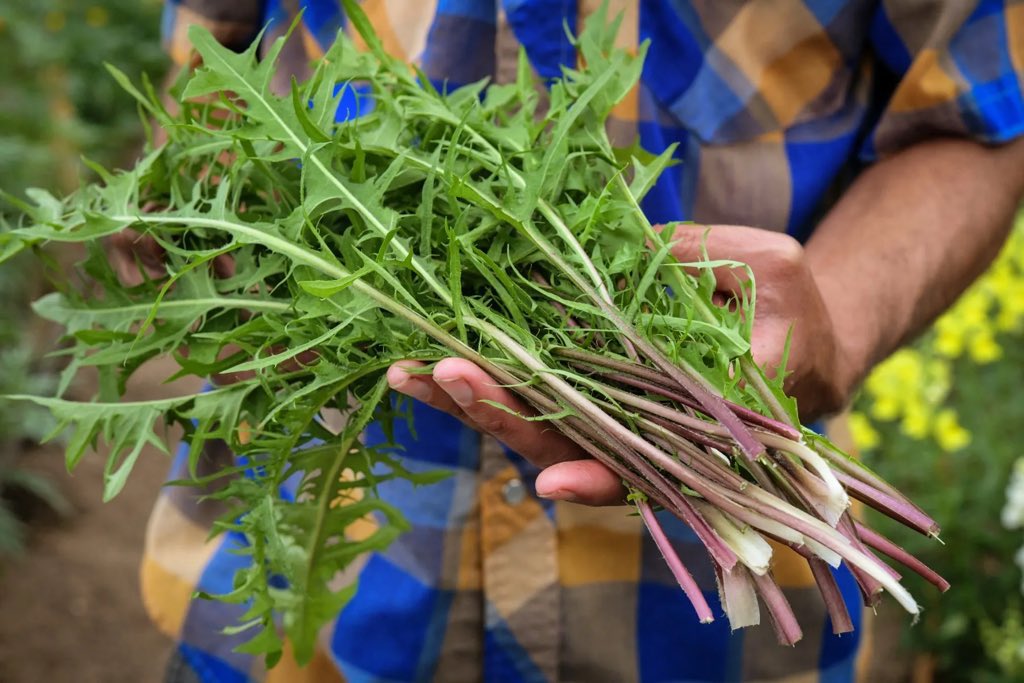 ChiefHerbalist tweet media