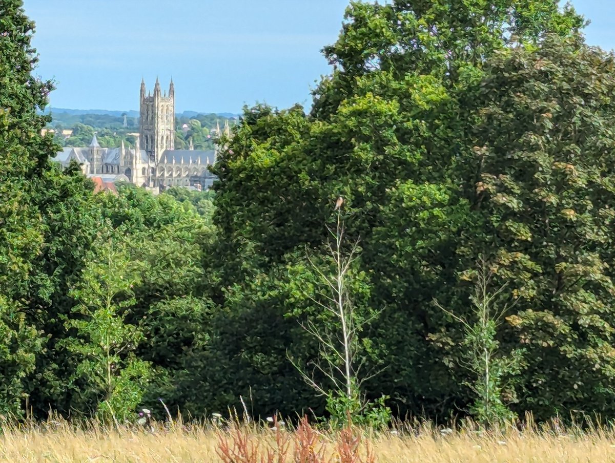 My <a href="/UniKent/">University of Kent</a> commute home was particularly nice this evening, with a kestrel perched in a recently planted tree and lots of insects buzzing in the grass, thanks to the new mowing regime. Well done to <a href="/UniKentEstates/">Estates Department</a> and <a href="/UniKentSustain/">UniKentSustain</a> for helping our campus wildlife to thrive!