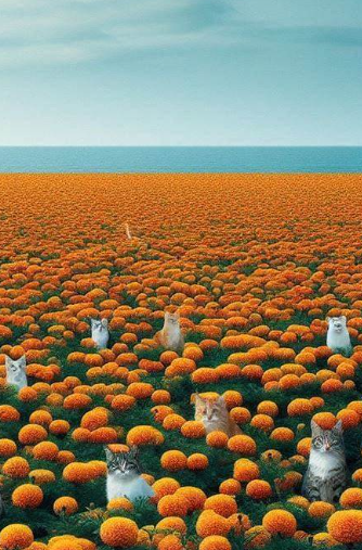 gilbertohira's tweet photo. #desafiopalindromo166 

Tema: gatos

SÓ TAGETES E SETE GATOS. 

*tagete: planta da família das compostas, como o cravo-de-defunto.

#mostraparalela
#palindromo https://t.co/jQy9Zs3Bic