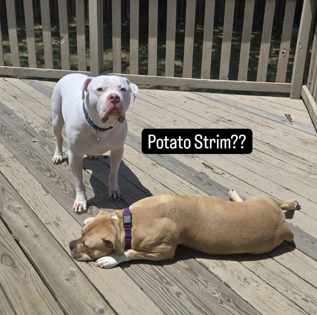 PoquitoPotato's tweet photo. #livenow with some more #tythetasmaniantiger hype!

#twitch #livestream #puppycam #letsplay
https://t.co/om9FoTykF1 https://t.co/O512CHhUKl