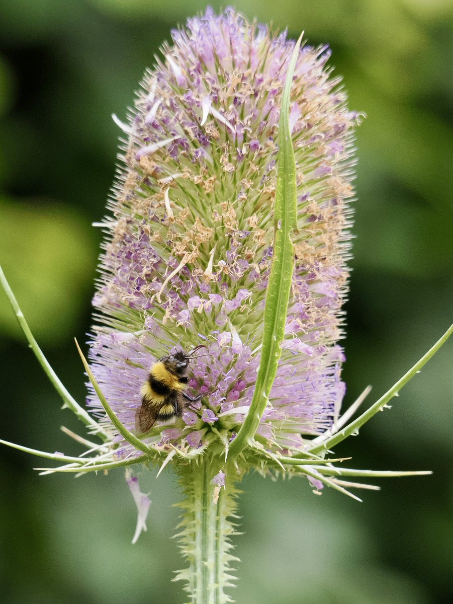 De bijen en de vlinders komen langzaam weer tevoorschijn 💛🖤
Tuinhommel (bombus hortorum) op de Grote Kaardebol (Dipsacus fullonum).
#tuin #garden