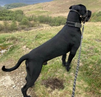 millypod1's tweet photo. Loki was Rescued by Assynt Mountain Rescue Team
Well done to all involved.. THANKS FOR RT's πππΎ
π7 JUL 2024 #Lost LOKI #ScanMe
Black/White Cane Corso Male
Shegra Beach Honour Campsite #Shegra #Lairg
North West Highlands Highland #Scotland #IV27
https://t.co/UijqbhBHh9 https://t.co/J2qqdZqSgo
