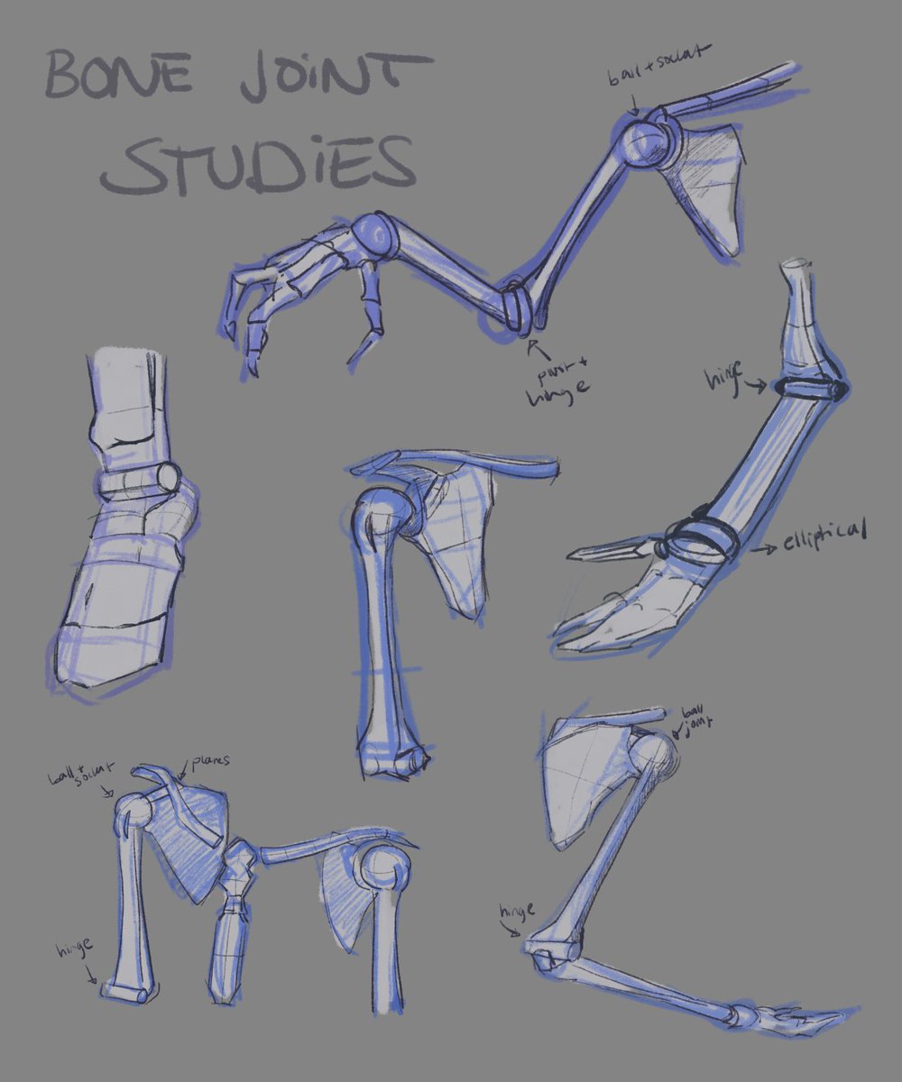 kiemlejae's tweet photo. studying anatomy📝 
its refreshing to go through the fundamentals again. 

im following @prokotv 's series on youtube :) 
#artstudy #drawings https://t.co/VIbJbd0uzX