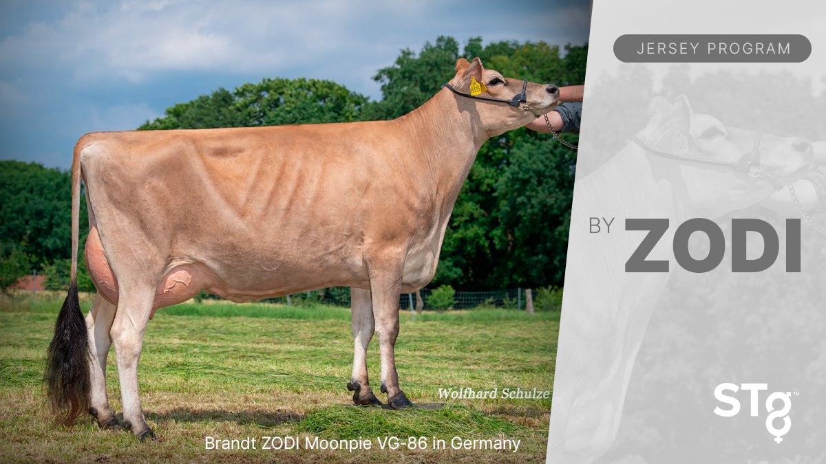 STgenetics's tweet photo. ZODI from #STgenetics is making his mark around the globe! 📸 Brandt ZODI Moonpie VG-86, owned by Andreas Brandt in Walsrode, Germany 🇩🇪 #ZODI is #STyleGenetics™ designated +20.6 JUI A2A2 & BB. Available in #UltraplusHighPurity™. More: https://t.co/lNLGwh7KhA https://t.co/uLthmFFI4J