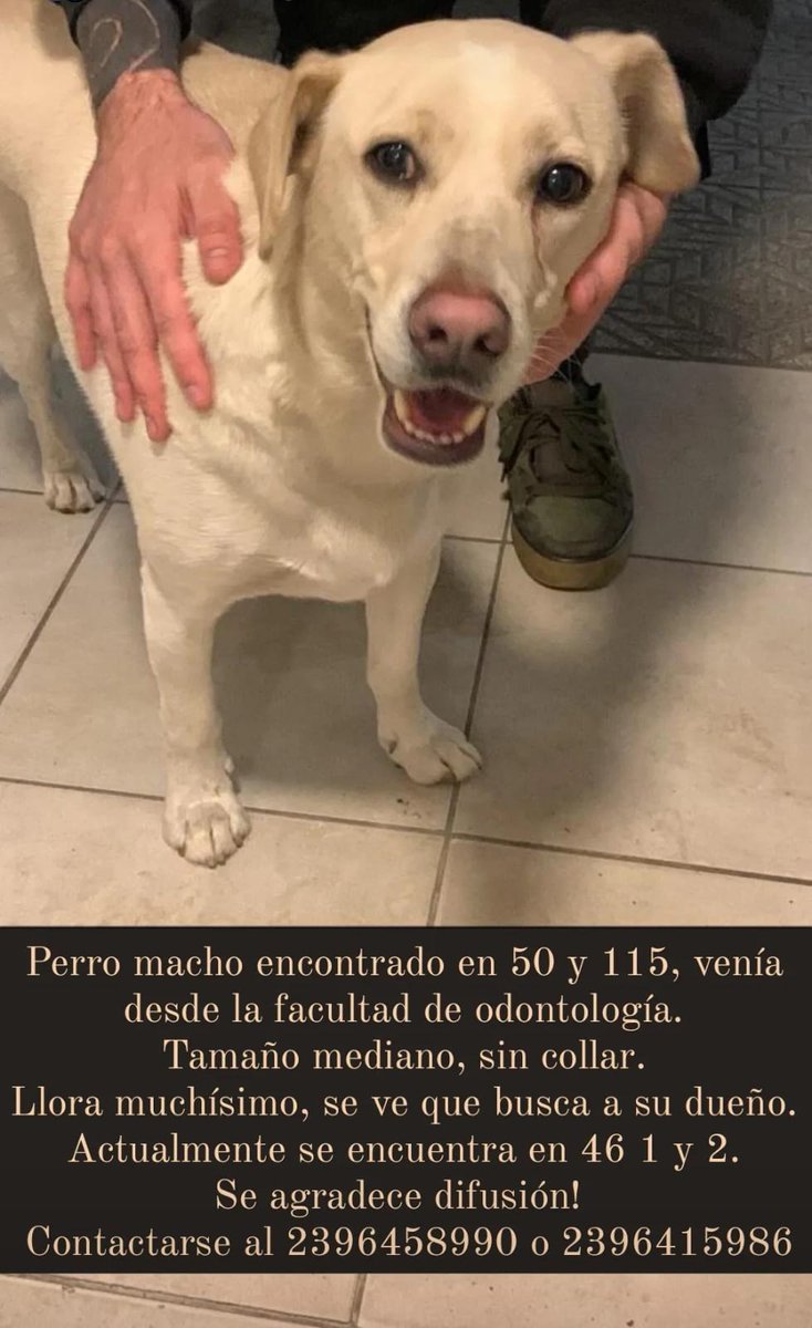 lapibadelosgato's tweet photo. Anoche una amiga encontró a este gringo hermoso perdido y asustado. Estaba desorientado y busca a su familia humana en La Plata. 
Se agradece RT. https://t.co/aA4AOGfl53