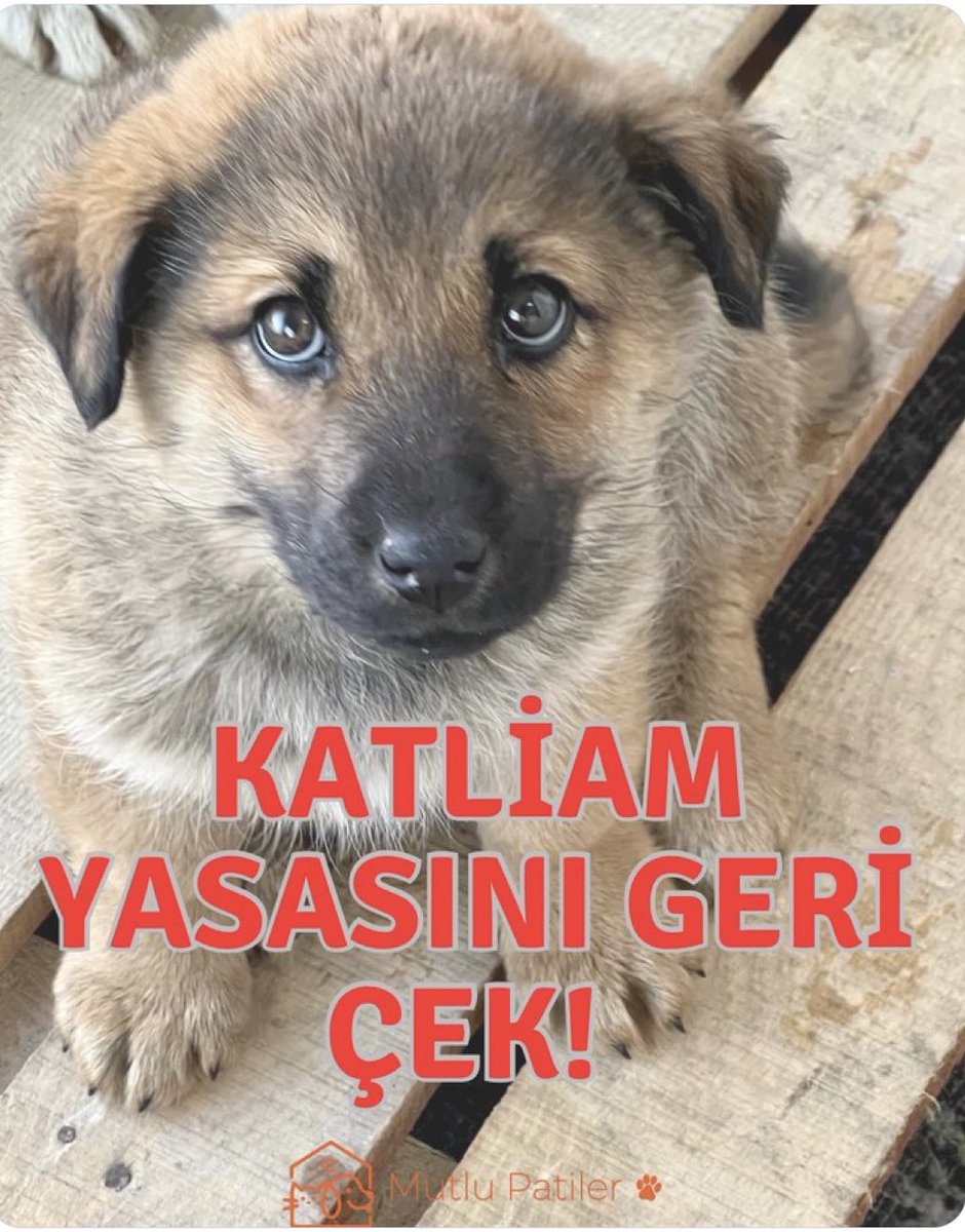 Filizakta15's tweet photo. #KatliamYasasınaHayır https://t.co/REmMinnBlE