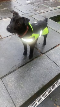 millypod1's tweet photo. BELLA HOME SAFE. THANKS FOR RT's 😊🐕🐾

🆘5 JUL 2024 #Lost BELLA #ScanMe
Black Patterdale Terrier Female 
Riding Close #Hindley #Wigan #WN2 
Jumped over fence 11pm at night heading towards Wigan Road 
https://t.co/N81qu9u6gA https://t.co/hdXvpUoEeU