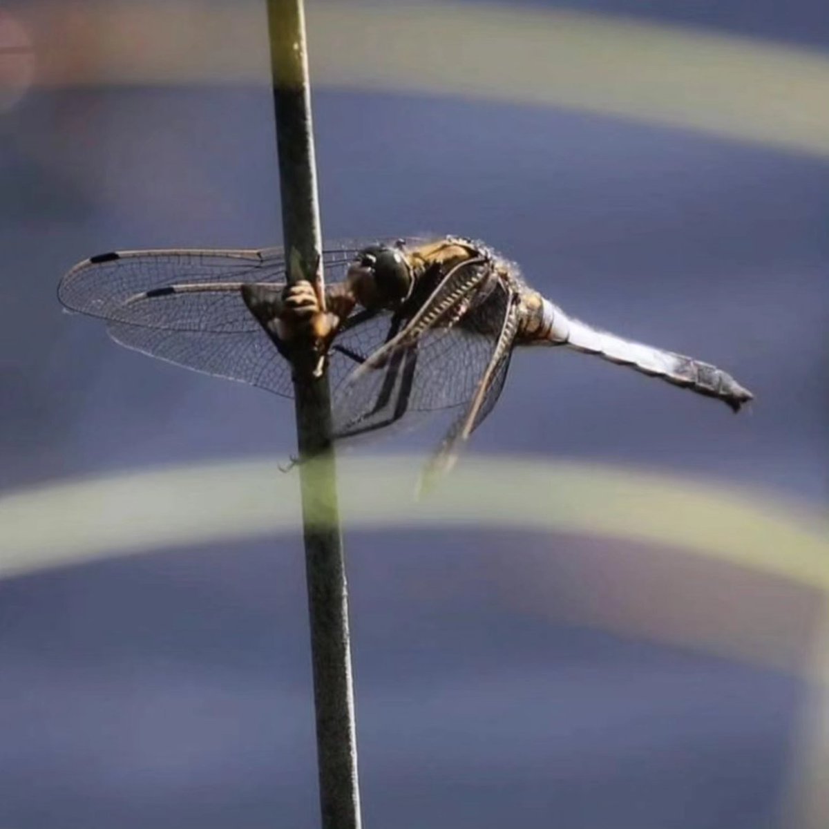 RadleyLakes's tweet photo. Throwback to sunnier days 🌞 
Lovely pictures from @RhoRhoPhotos of dragonflies enjoying Thrupp Lake ( pic 2 is a female common skimmer) and a majestic swallow at Barton Fields 
#summer #abingdon #wildlife #nature #dragonflies #swallow https://t.co/YUWcAYiFlu