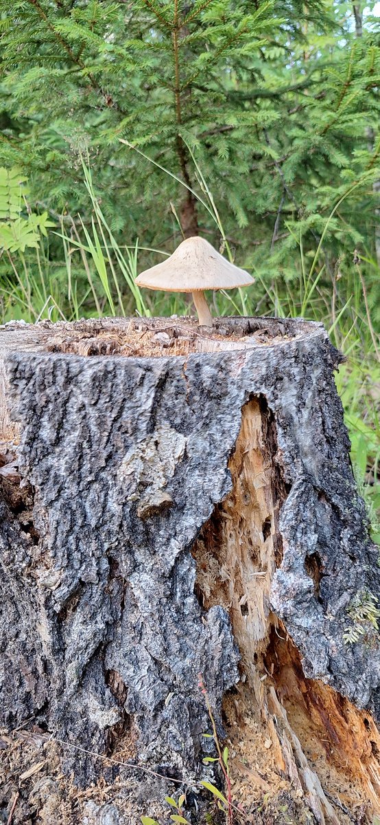 kumliis's tweet photo. "Kiipesin tähän kannon päälle kasvamaan. On paremmat näköalatkin." https://t.co/WWj6WVexug