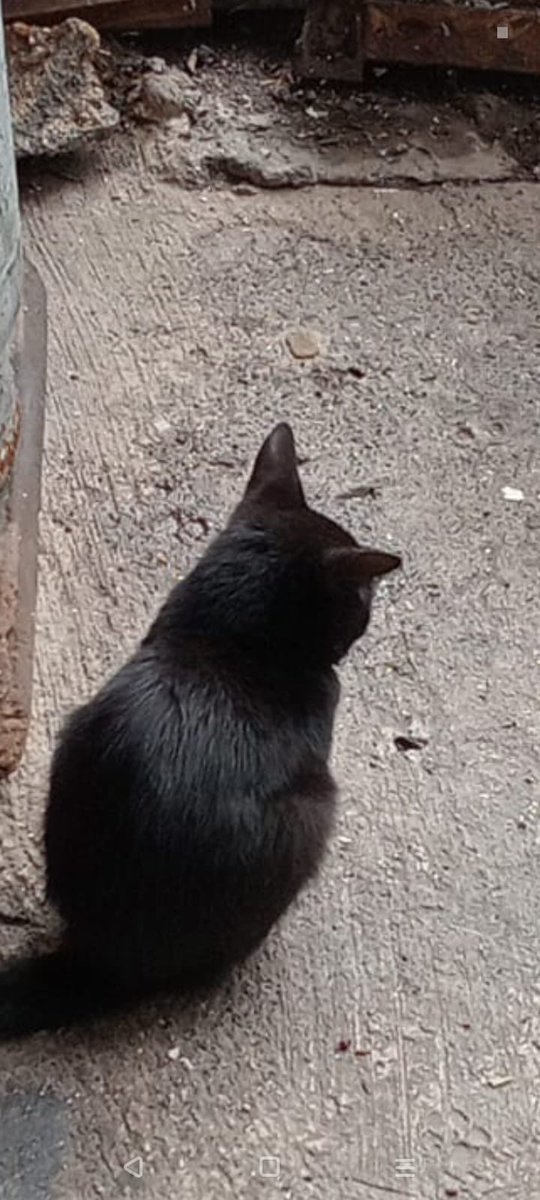 Ari_Arciniega6's tweet image. Atención con toda la fe de mi alma les suplico a quien pueda dar resguardo a éstos inocentes mininos quienes fueron abandonados , se encuentran en verdadero peligro de perder la vida Por favor alguien que pueda brindarles resguardo se encuentran en Alcaldía Álvaro Obregón 🙏