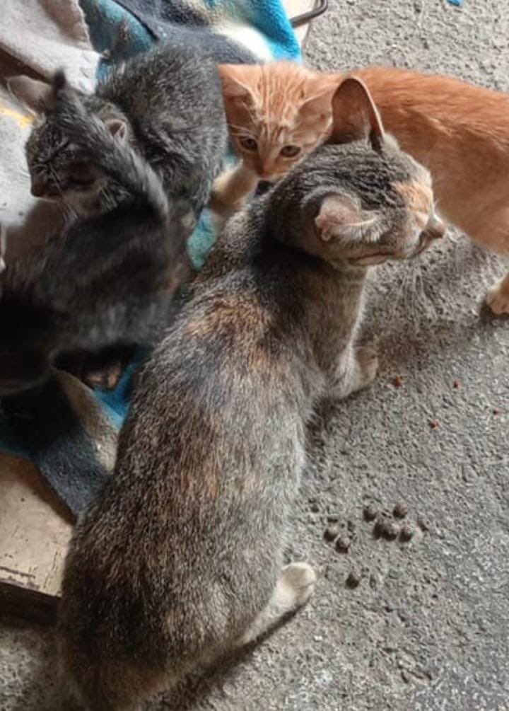 Ari_Arciniega6's tweet image. Atención con toda la fe de mi alma les suplico a quien pueda dar resguardo a éstos inocentes mininos quienes fueron abandonados , se encuentran en verdadero peligro de perder la vida Por favor alguien que pueda brindarles resguardo se encuentran en Alcaldía Álvaro Obregón 🙏