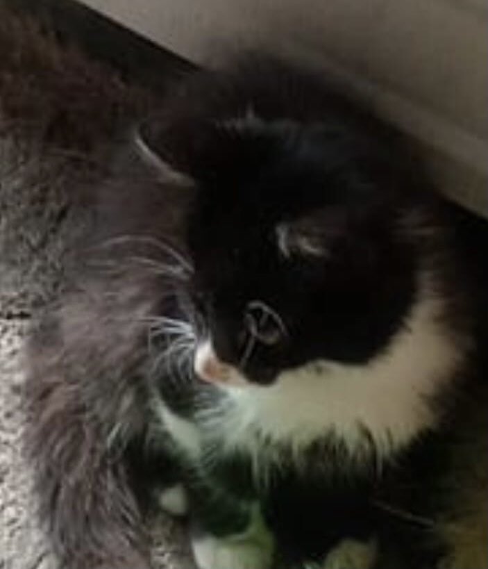 Ari_Arciniega6's tweet image. Atención con toda la fe de mi alma les suplico a quien pueda dar resguardo a éstos inocentes mininos quienes fueron abandonados , se encuentran en verdadero peligro de perder la vida Por favor alguien que pueda brindarles resguardo se encuentran en Alcaldía Álvaro Obregón 🙏