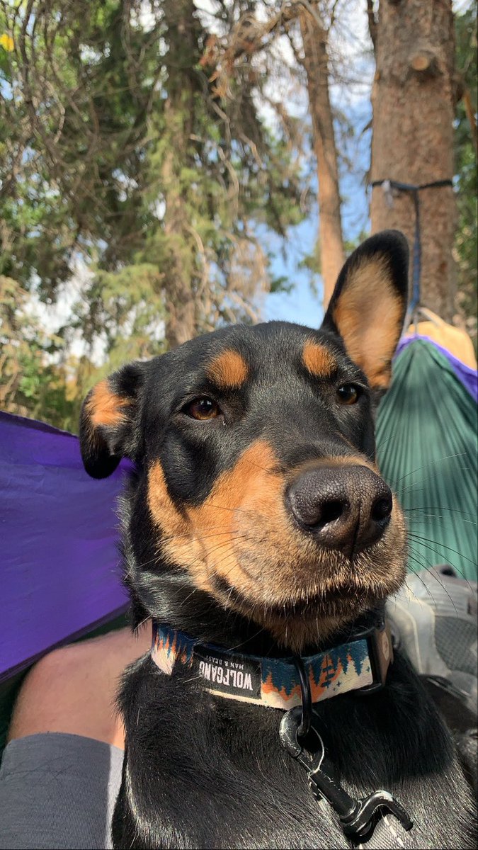 butters305's tweet photo. @stevewilldoit This is my dog Mac https://t.co/dVMnkEUfNb