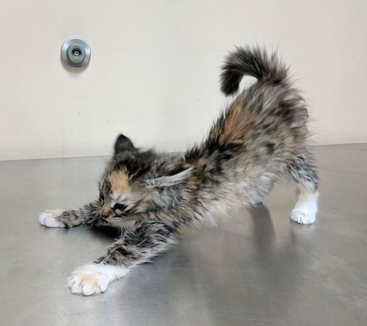PunchingCat's tweet photo. mmm big stretch https://t.co/W88GNoG0a0