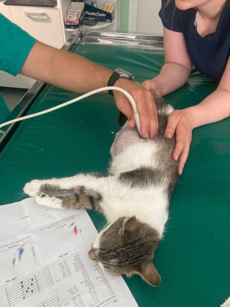 BosniaCatsDogs's tweet photo. 📷📷📷📷CATS AND MORE CATS📷📷📷📷
📷📷📷URGENT📷📷📷
Sadly, we have more cats that require, foster, vet treatment, good food, vaccinations 📷
Cats are so often overlooked and not many rescuers take them but Naida will never turn away from any animal in need.
We have 2 highly pregnant cats who were living in very dangerous areas, a poor mum who had just given birth and was in danger from being ‘got rid of’. 📷
We have a very sick boy with an injured ear, a poor boy with injured leg. Then we have a tiny very skinny boy all alone on a busy road. 📷
Finally we have an older boy with an injury on his paw, he’s receiving treatment but infection is very bad. 📷
That’s 7 in total not including the kittens!! 📷
This is just heartbreaking and never ending 📷📷
The debts are mounting daily and we are truly struggling. Please help if you can or please share. 📷
We currently have a GoFundMe for cats vet, foster etc or if you prefer to donate via PayPal please mark ‘Cats’
📷📷. https://t.co/PsZZFjGpAh
📷📷 https://t.co/Xr2hmsKcVk
THANK YOU 📷📷