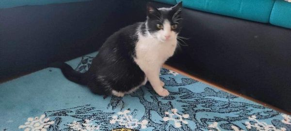 BosniaCatsDogs's tweet photo. 📷📷📷📷CATS AND MORE CATS📷📷📷📷
📷📷📷URGENT📷📷📷
Sadly, we have more cats that require, foster, vet treatment, good food, vaccinations 📷
Cats are so often overlooked and not many rescuers take them but Naida will never turn away from any animal in need.
We have 2 highly pregnant cats who were living in very dangerous areas, a poor mum who had just given birth and was in danger from being ‘got rid of’. 📷
We have a very sick boy with an injured ear, a poor boy with injured leg. Then we have a tiny very skinny boy all alone on a busy road. 📷
Finally we have an older boy with an injury on his paw, he’s receiving treatment but infection is very bad. 📷
That’s 7 in total not including the kittens!! 📷
This is just heartbreaking and never ending 📷📷
The debts are mounting daily and we are truly struggling. Please help if you can or please share. 📷
We currently have a GoFundMe for cats vet, foster etc or if you prefer to donate via PayPal please mark ‘Cats’
📷📷. https://t.co/PsZZFjGpAh
📷📷 https://t.co/Xr2hmsKcVk
THANK YOU 📷📷