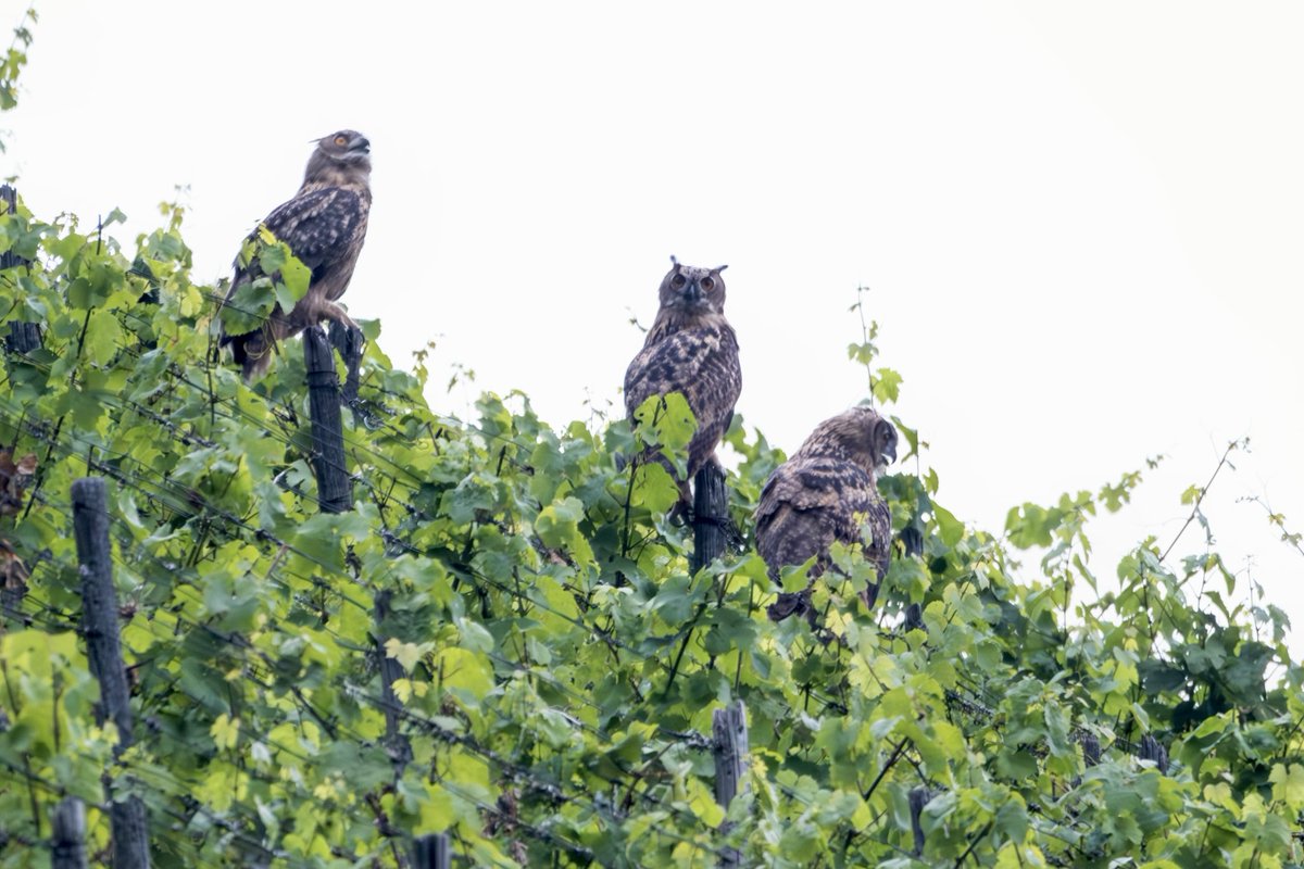 Paul Beiboer tweet media