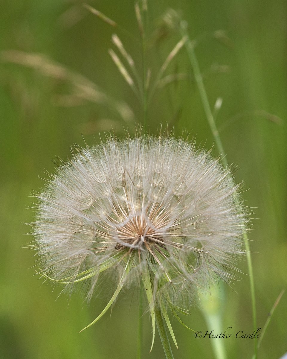 heathercards's tweet photo. #ChickPicotheDay
Day 4,612
Make a big wish!
#Goatsbeard #Salsify #MakeAWish #HeatherCardlePhotographer
@followers @topfans https://t.co/fp1I5o33rW