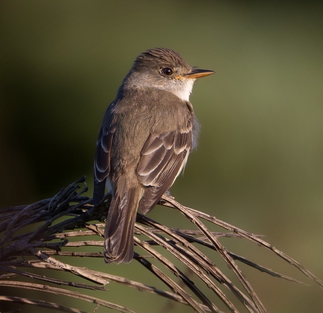 BirdsofBc's tweet photo. I was hoping to photograph some Willow Flycatchers this weekend. success!
#birdphotography #naturephotography #wildlife #nature #birding #britishcolumbia #Canada #Vancouver #wildlifephotography #birdsofbc #canon #canonphotography #wild #birds #bestbirds #birdsofCanada https://t.co/v3lesARjBY