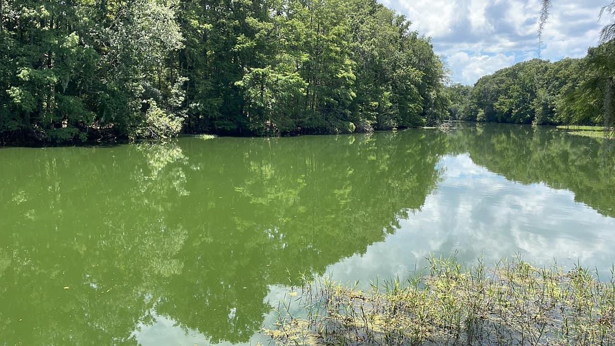 Karl_Deigert_RX's tweet photo. MORE #toxicflorida
- Cyanobacteria Bloom - Will kill your dog in three days:
#nobleton #withlachoochee #florida #bushnell #hernandocounty #hogcreekcampground
Floridians can create political and regulatory accountability to end the pollution with this. https://t.co/6yTSccQukq https://t.co/0RobHY6WR1