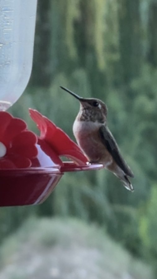 TheRoseDude's tweet photo. Had a visitor this morning ❤️ 

Hope everyone has a wonderful Monday!

#GardenersWorld #hummingbird #MondayInspiration https://t.co/g9WyPaGKA4