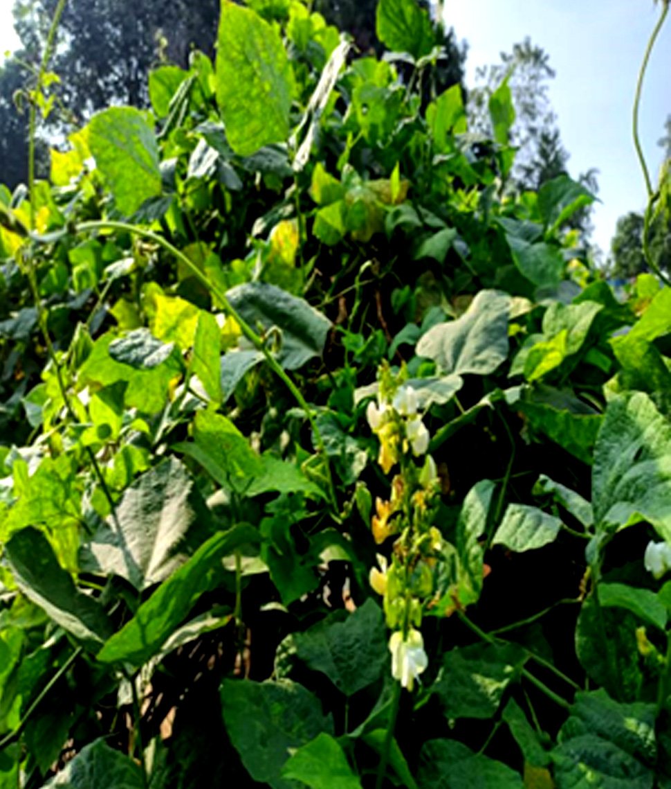 krushibibhag's tweet photo. #ForgottenFood and #ClimateResilient!
Bagha Jhata from Koraput is a unique lima bean variety. Grown organically with minimal irrigation, it’s resilient to pests and diseases. Sown in June-July, it yields from September to December/January with 5-7 long harvest periods. https://t.co/BqtZViSMXF