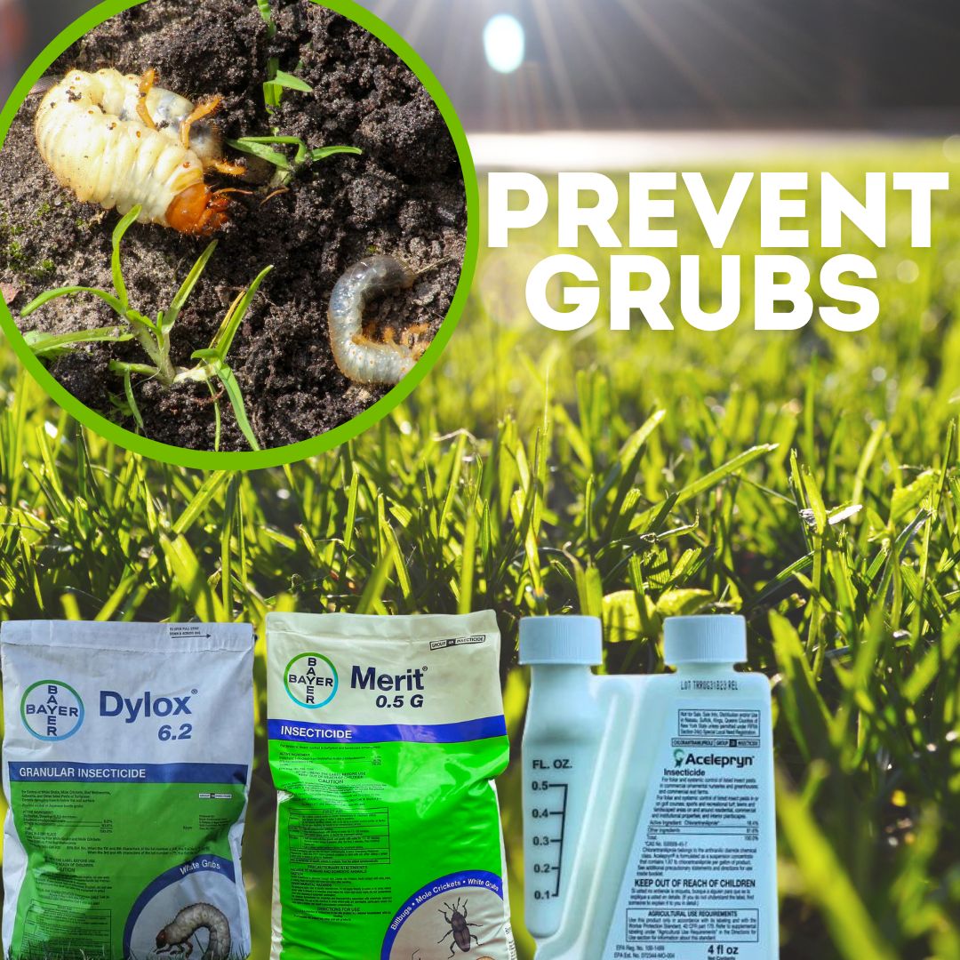 _lawnandpest's tweet photo. Prevent pesky grubs from your lawn with these products:
✨ Dylox: Quick action and effective control to stop grubs in their tracks.
🌟 Merit: Long-lasting protection that ensures your lawn stays healthy all season long.
💪 Acelepryn: Safe and powerful, providing extended defense https://t.co/AE7qBDSsjx