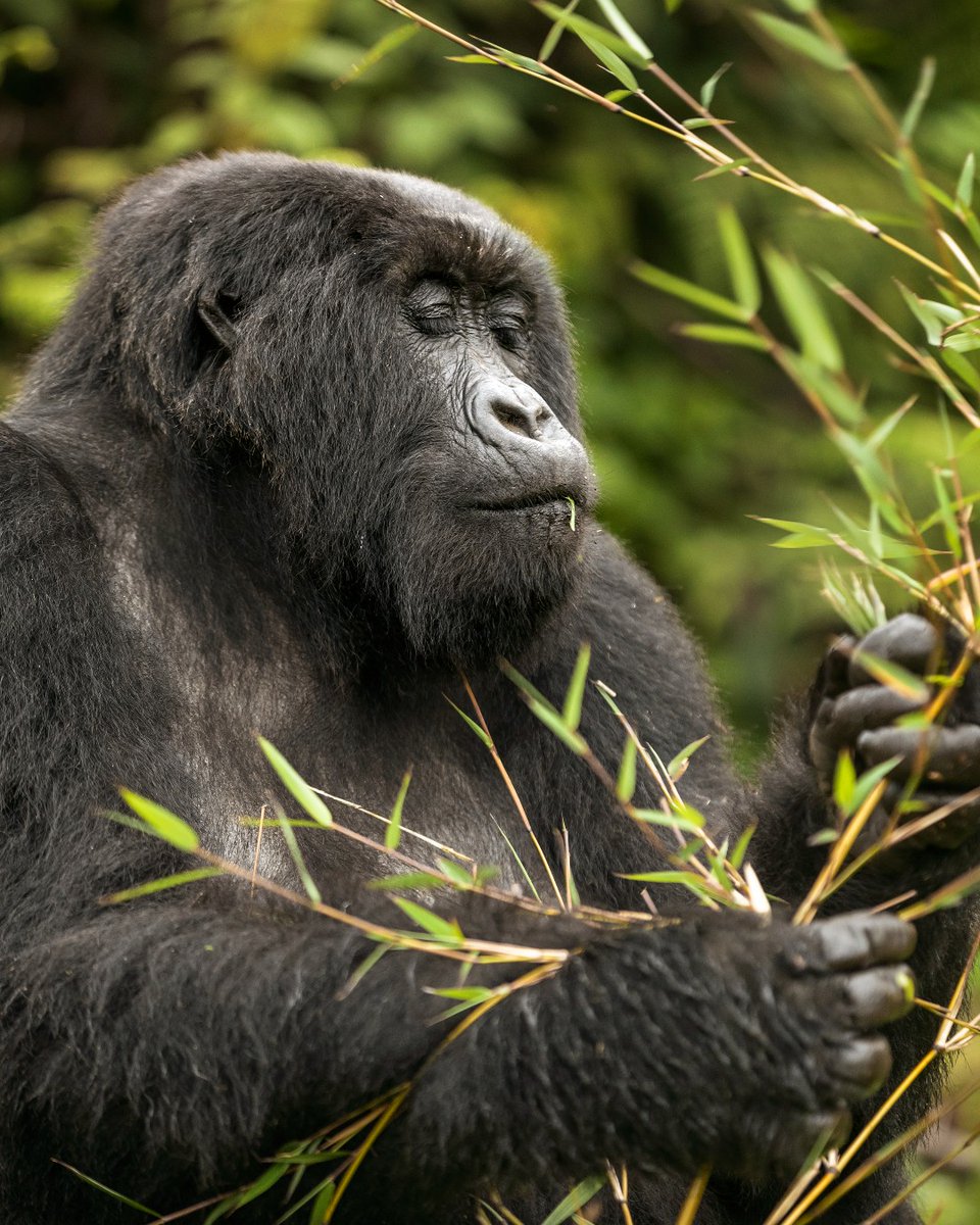 There’s no safari destination quite like East Africa. From the vast plains of the Serengeti to the lush peaks and wildlife-rich landscapes of Rwanda, it offers unparalleled luxury and adventure. Explore East Africa bit.ly/3Y2dUWU

#Wilderness #WeAreWilderness #EastAfrica