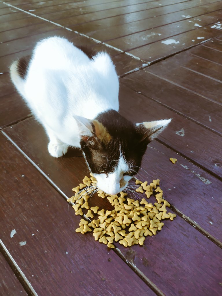 Kenn_K3n's tweet photo. Ini namanya rini, kucing di taman 
Si rini ini sifatnya galak bnget ga mau di pegang, suka nyakar kalau di pegang 😡
Tpi si rini ini matre ngedeketin buat di kasih makan doang, udah di kasih makan langsung asing 😞
Dasar rini... https://t.co/AovlDJXCFP