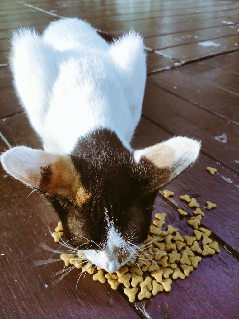 Kenn_K3n's tweet photo. Ini namanya rini, kucing di taman 
Si rini ini sifatnya galak bnget ga mau di pegang, suka nyakar kalau di pegang 😡
Tpi si rini ini matre ngedeketin buat di kasih makan doang, udah di kasih makan langsung asing 😞
Dasar rini... https://t.co/AovlDJXCFP