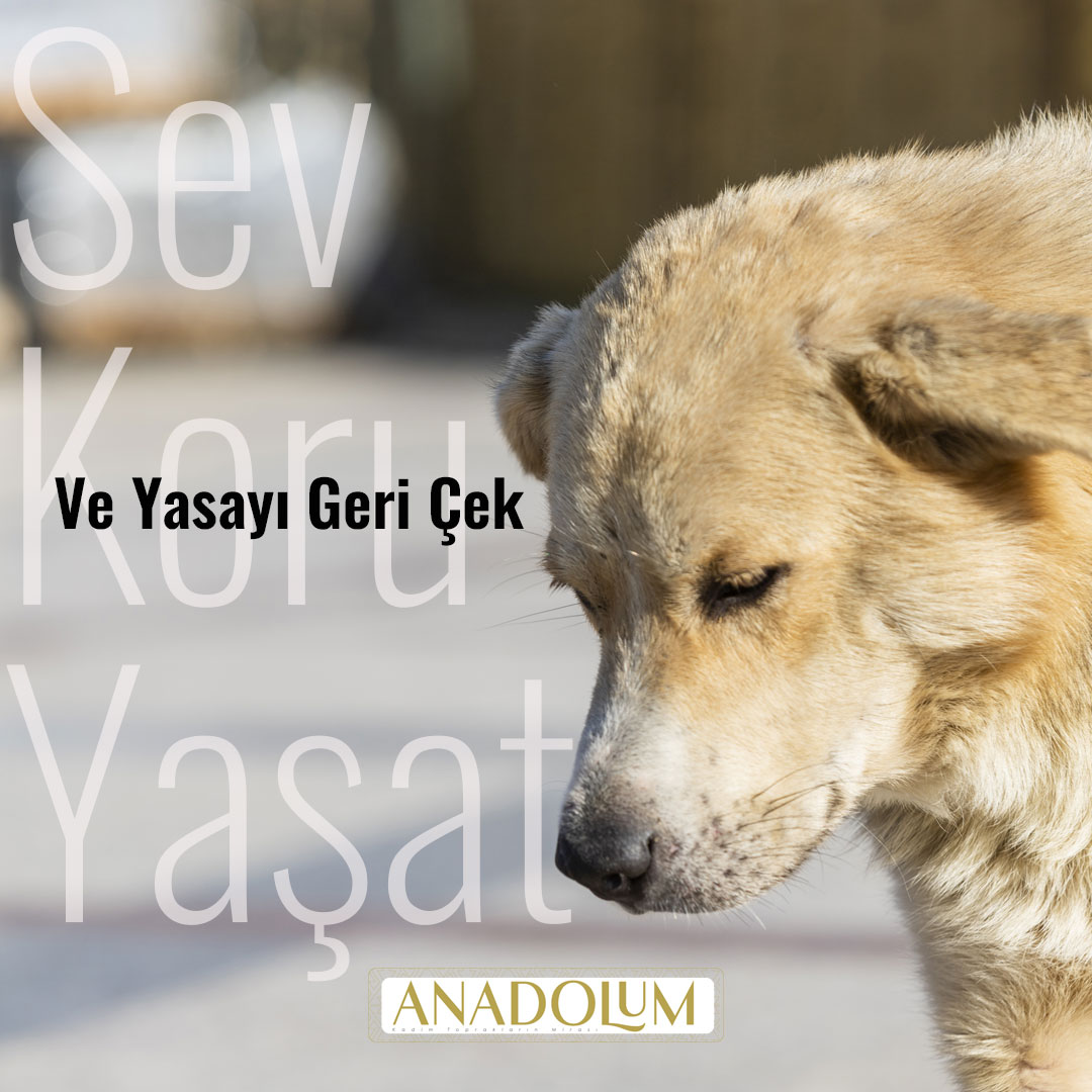 Doğanın emaneti olan sokak hayvanları için TBMM'ne verilen yasanın geri çekilmesini istiyoruz. 
Uyutmak çözüm değil! 
Sev, Koru, Yaşat!
Yasayı geri çek!
#anadolum #kültürelmiras #yasayıgeriçek #sokakhayvanları